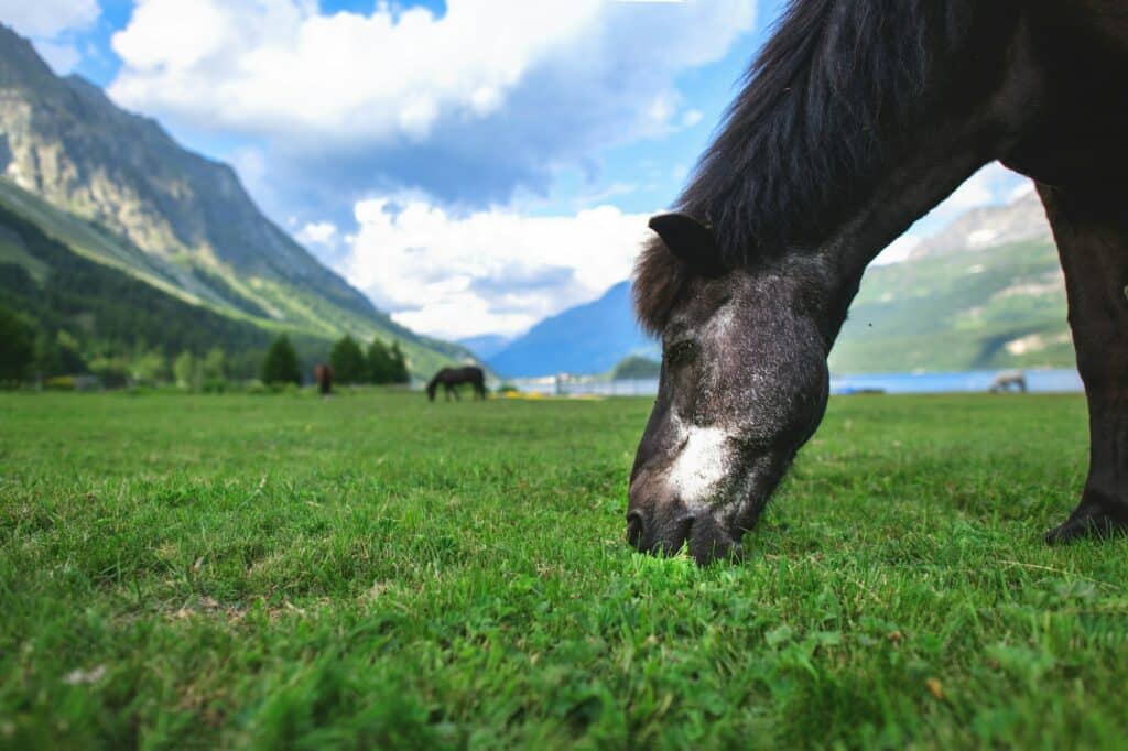 A black horse