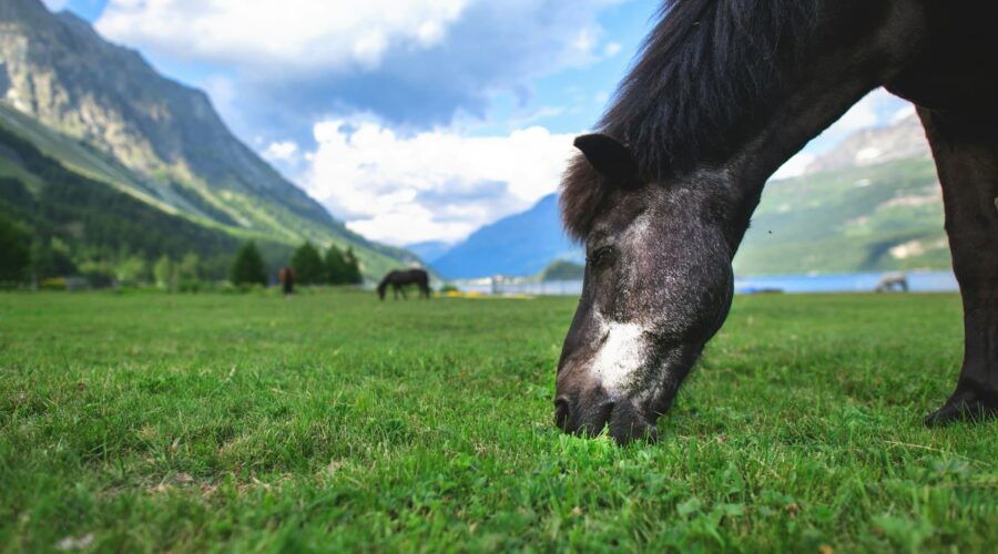 A black horse